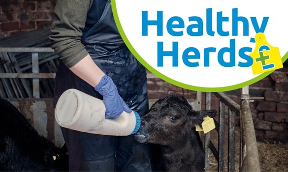 Calf being bottle fed
